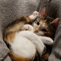 Kitten Potato curled up in a gray blanket, peeking at the camera with one paw in the air