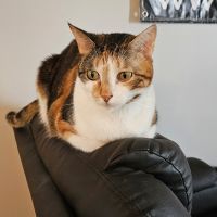 Potato loafing on top of a black leather recliner