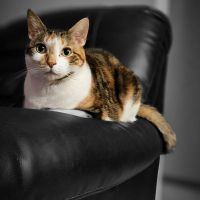 Potato loafing on the arm of a black leather chair, staring at the camera