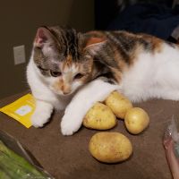 Potato lying across a pile of potatoes on the counter
