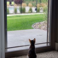 Tiny calico kitten Potato sitting with back to the camera, staring out a sliding glass door at the lawn