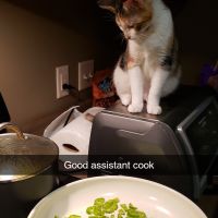 Potato perched on the toaster oven, supervising a pan of sliced green peppers