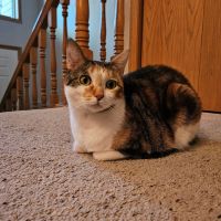 Potato in a perfect loaf on the carpet at the top of the stairs