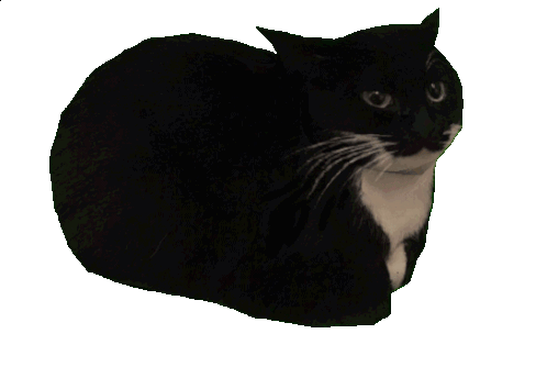 spinning cat