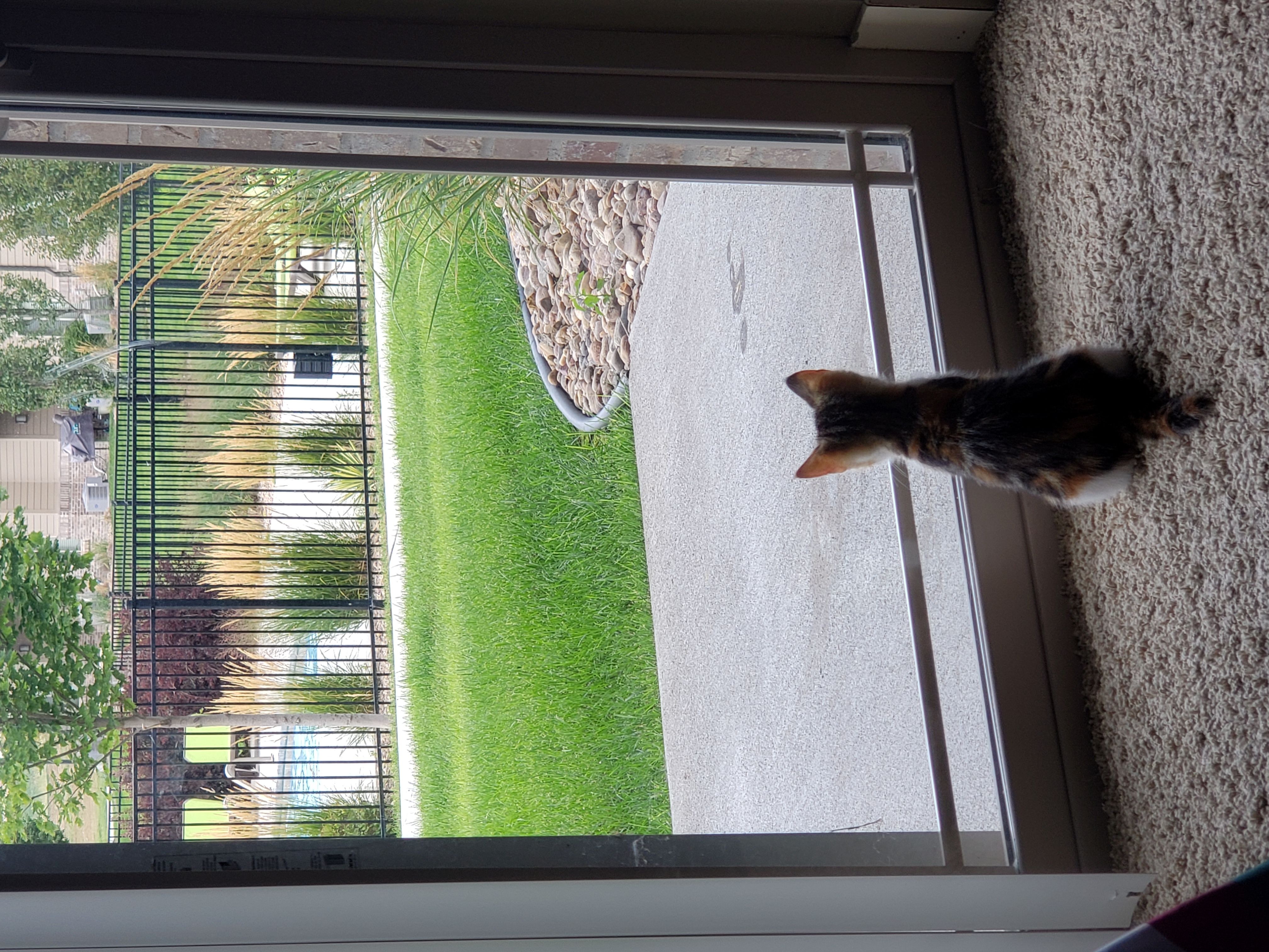 spinning cat