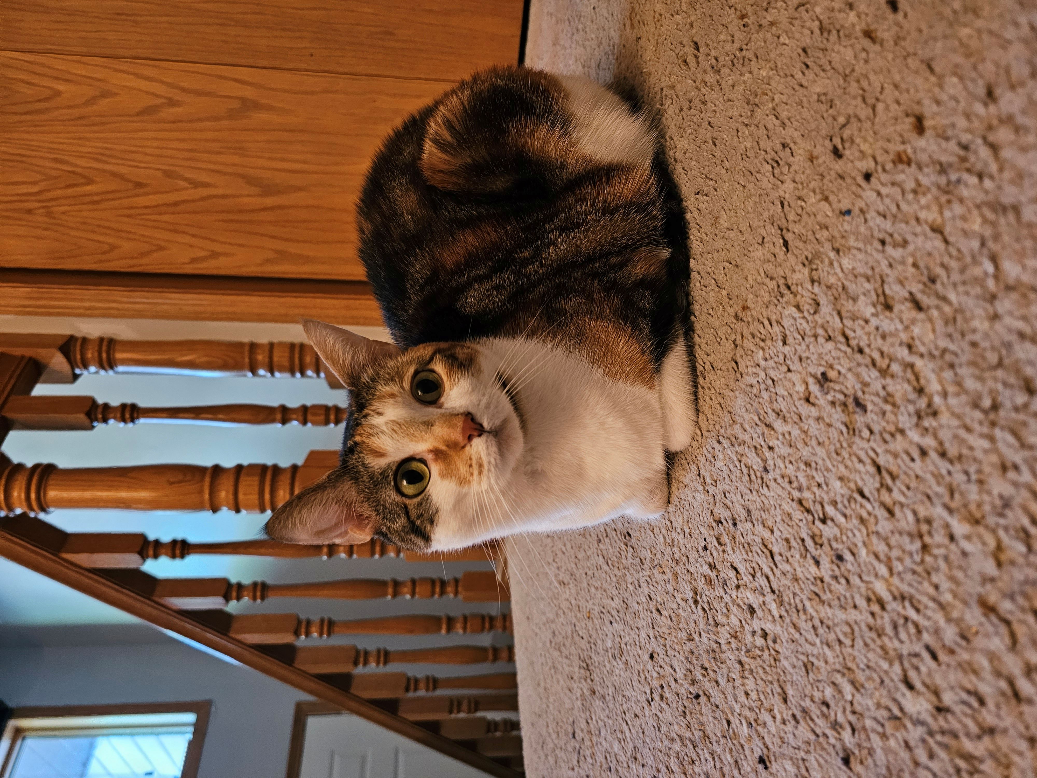 spinning cat
