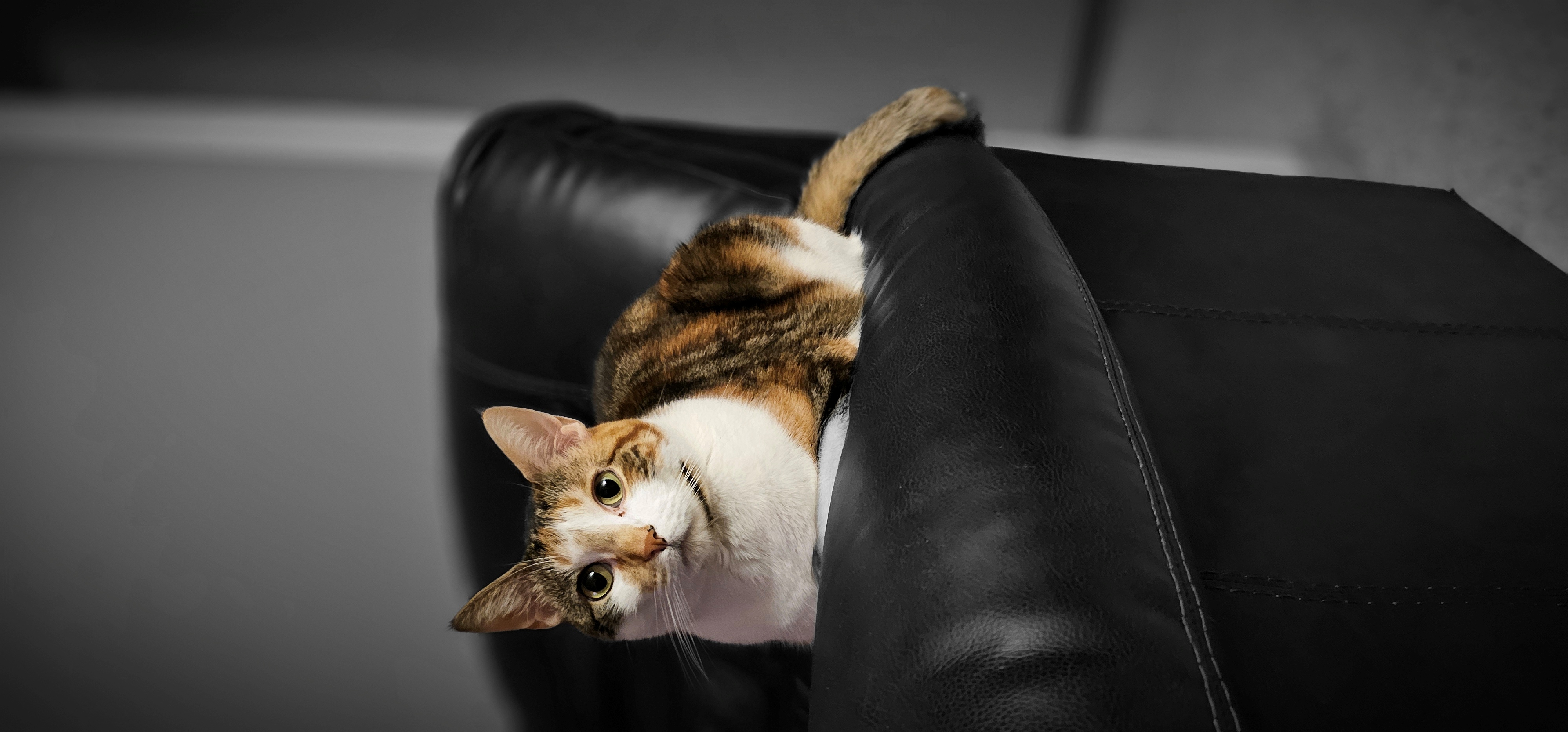 spinning cat